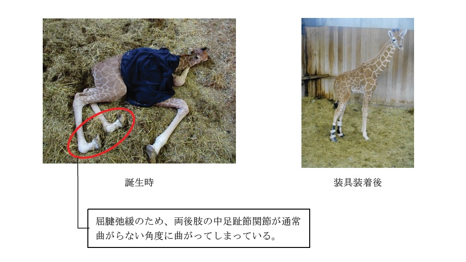広島市安佐動物公園で起立不能のキリンの子供に装具治療開始
