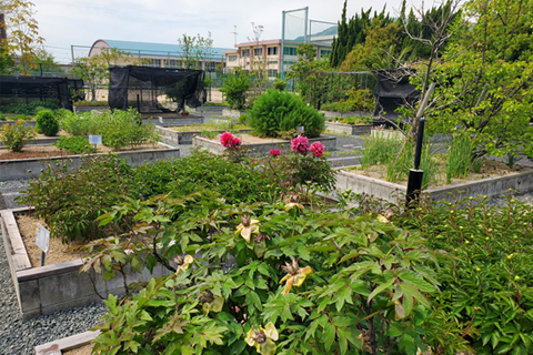 薬用植物園